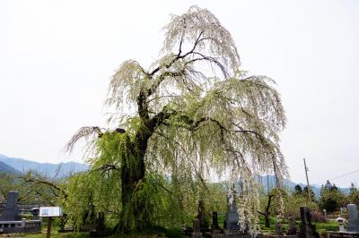 高山大橋南のしだれ桜・全景| 片側に寄ったような面白い形をしています。