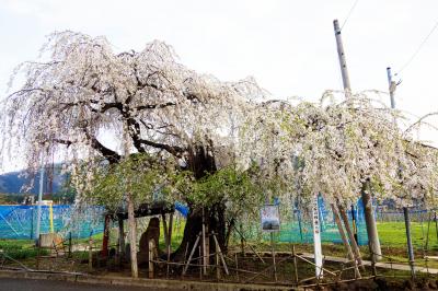 二ツ石のしだれ桜| 道路の横に立っています。