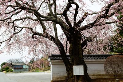 伊那三女ゆかりの桜| 山門前、道路に飛び出すように立っています。