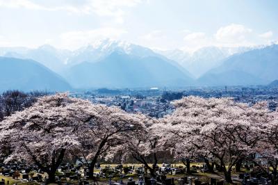 大町霊園の桜と北アルプス| お墓を守るように桜が咲き誇っています。
