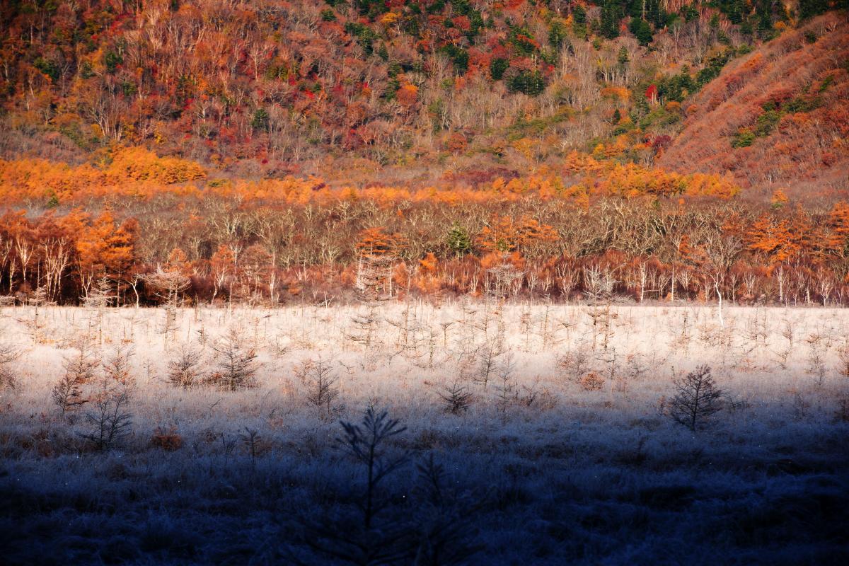 夢の世界 霧氷に覆われた草原とカラマツの紅葉。解け出した氷がキラキラ光る美しさ。夜明け時15分ほどの間、この風景を味わうことができました。