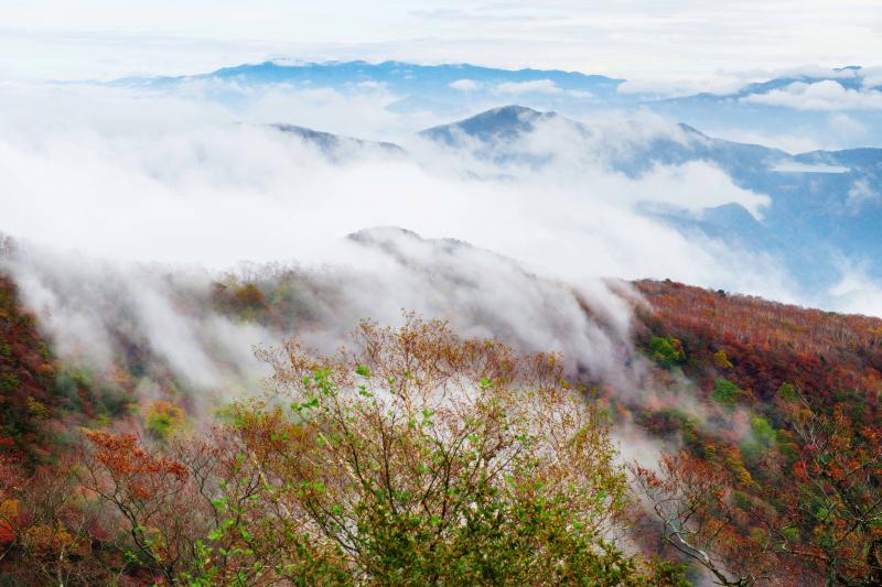 [ 雲湧き立つ霧降の紅葉 ]  斜面からモクモクと雲が湧いてきます。