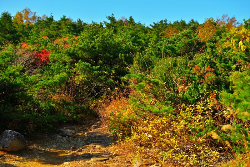 [ 安達太良山 紅葉 ]  