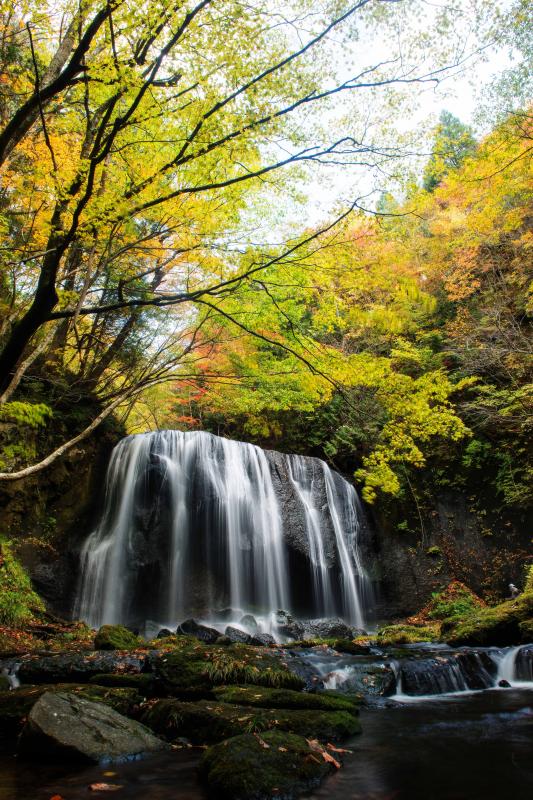 [ 空高く紅葉 ]  色づいた木々に囲まれた場所