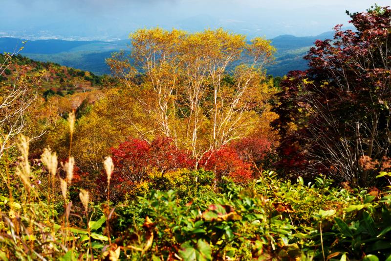 [ 磐梯吾妻スカイライン　紅葉 ]  