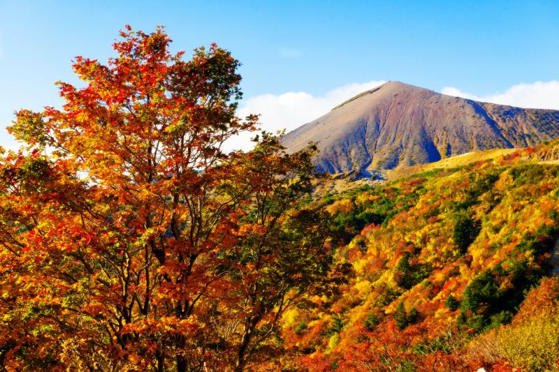 紅葉のスカイラインをドライブ| 赤く染まった木々が美しい