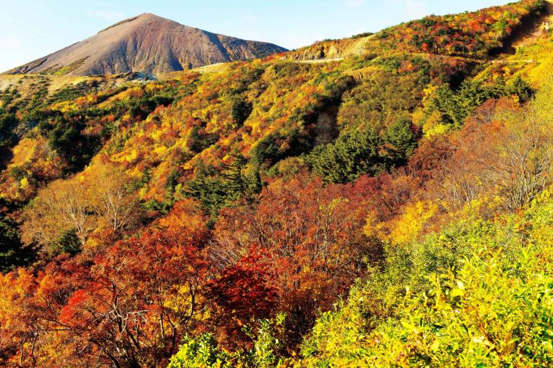 [ 紅葉燃えるスカイラインと吾妻富士 ]  紅葉の斜面の中をスカイラインが横切っています。