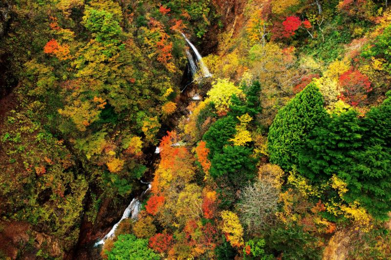 [ 秋の渓谷風景 ]  カラフルな紅葉と渓谷の流れ