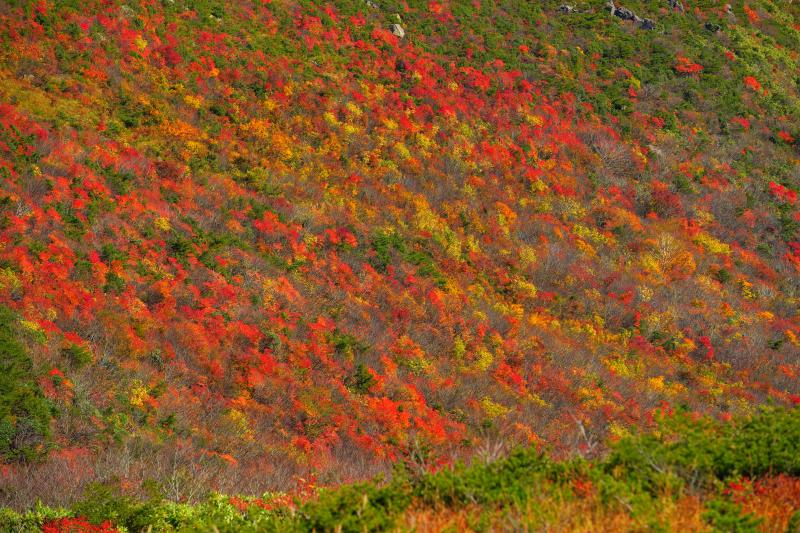 [ 溢れる紅葉 ]  赤・黄色・オレンジがバランスよく広がっています。