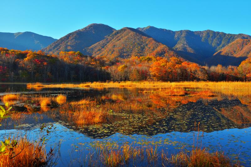 [ 朝の日差しに輝く観音沼 ]  静寂な沼に太陽が当たると、水面や紅葉の木々が輝き出し、シンメトリーの世界が現れます。