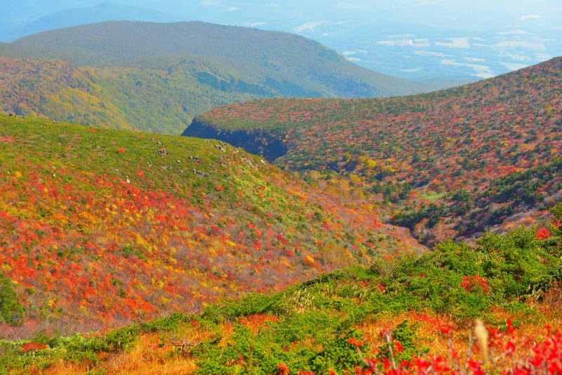 [ 紅葉の谷 ]  紅葉の斜面の真ん中に深い谷が見えます。