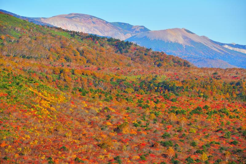 [ 安達太良山の紅葉と一切経山・吾妻小富士 ]  紅葉に覆われた斜面の奥は磐梯吾妻スカイラインの方向になります。安達太良山の北側に吾妻小富士が見えます。