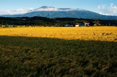 黄金の稲と鳥海山| 夕日に染まる稲穂が輝いています。