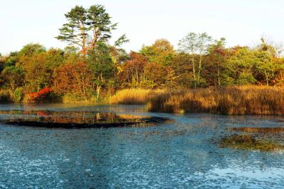 秋深まる湖畔にて| 水草が少ないところに紅葉が映り込みます。