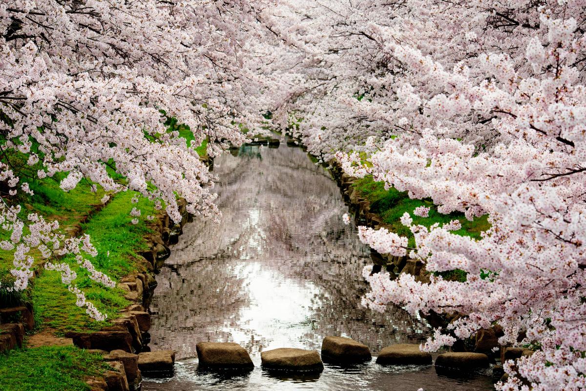 元荒川の桜並木 都心から電車で1時間 2km以上の桜並木とライトアップ ピクスポット 絶景 風景写真 撮影スポット 撮影ガイド カメラの使い方