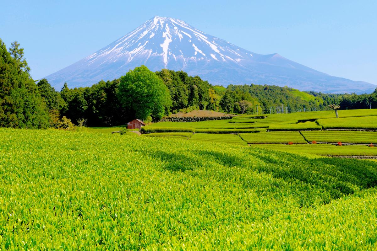 茶畑と富士山 撮影ガイド 大淵笹場 今宮 日本平 吉原 一面に広がる新芽と残雪の富士山 ピクスポット 絶景 風景写真 撮影スポット 撮影ガイド カメラの使い方