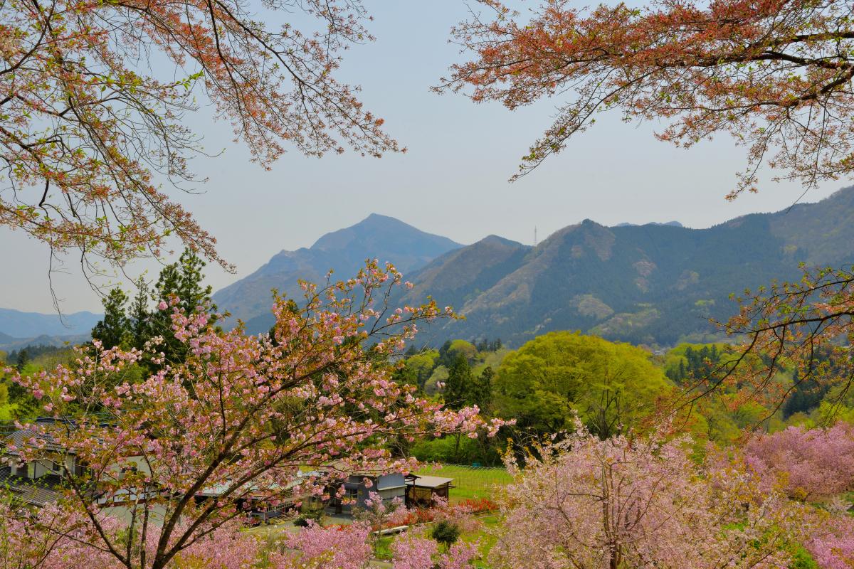 深山 の 花園