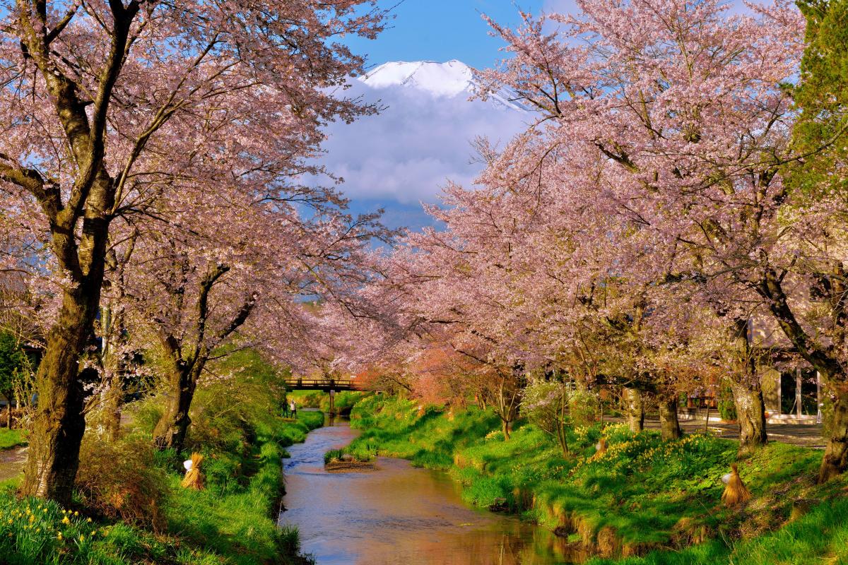 日本の美のコラボレーション 桜と富士山 撮影ガイド 富士五湖編 ピクスポット 絶景 風景写真 撮影スポット 撮影ガイド カメラの使い方