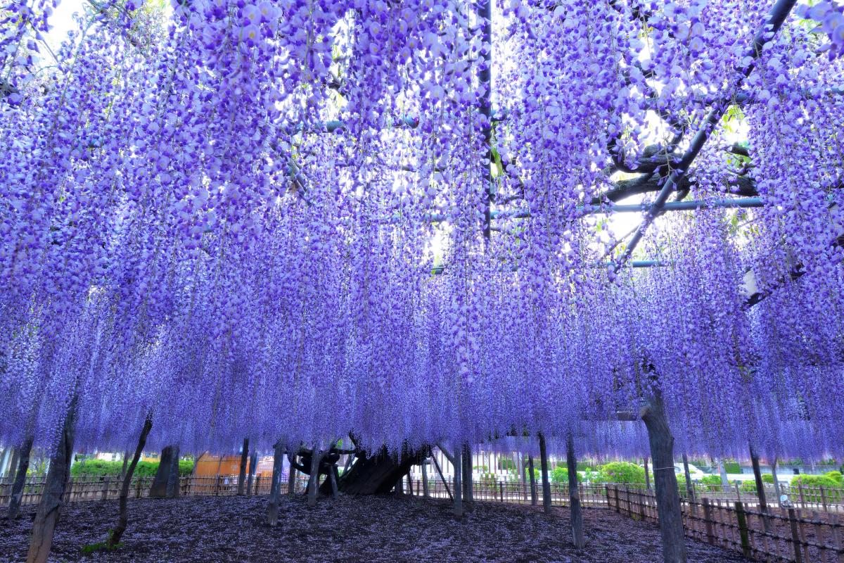 玉敷神社の大藤 騎西藤まつり ピクスポット 絶景 風景写真 撮影スポット 撮影ガイド カメラの使い方