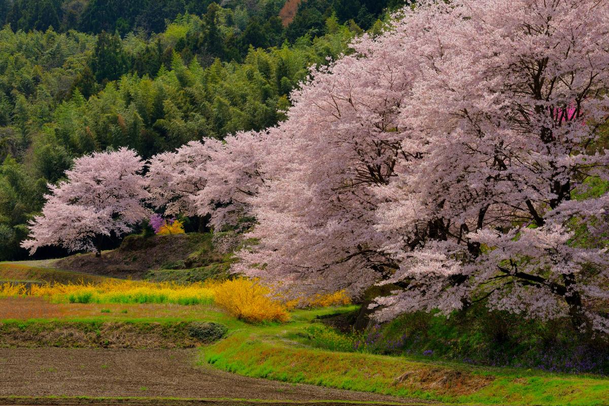 中後閑の桜並木 ピクスポット 絶景 風景写真 撮影スポット 撮影ガイド カメラの使い方