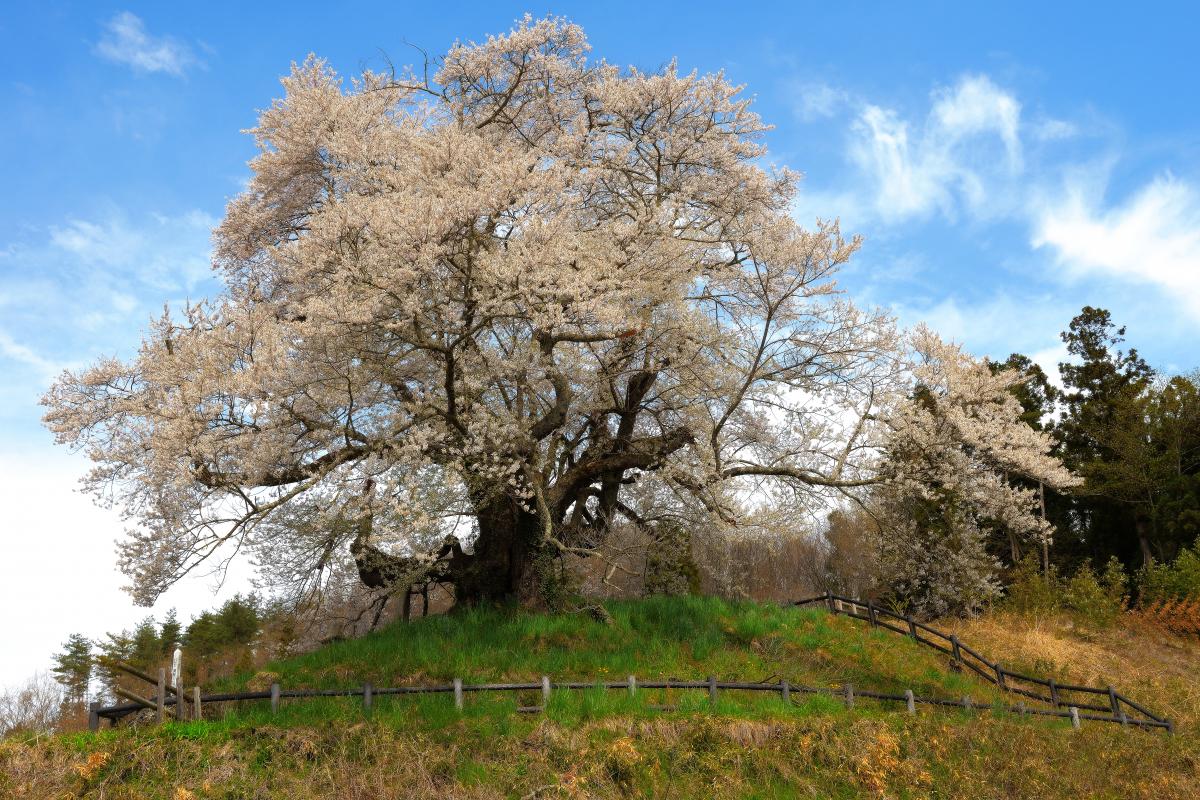 発知のヒガンザクラ ピクスポット 絶景 風景写真 撮影スポット 撮影ガイド カメラの使い方