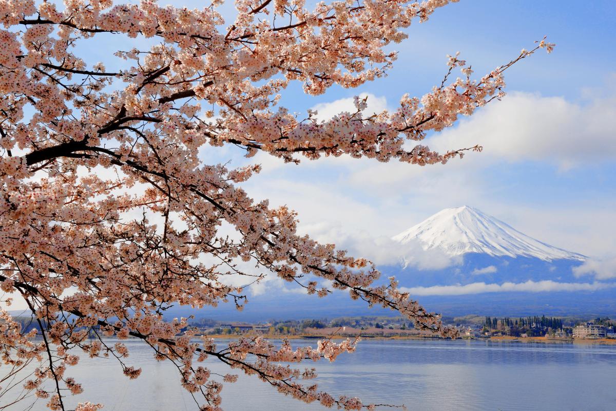 河口湖春景色 湖畔の形の良い桜の枝。雲が程よく流れ、富士山と桜のコラボレーション写真が撮れました。