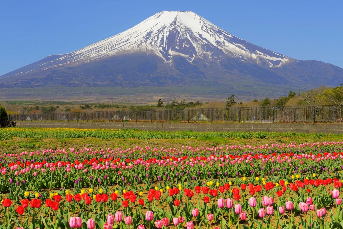 山中湖花の都公園 ピクスポット 絶景 風景写真 撮影スポット 撮影ガイド カメラの使い方