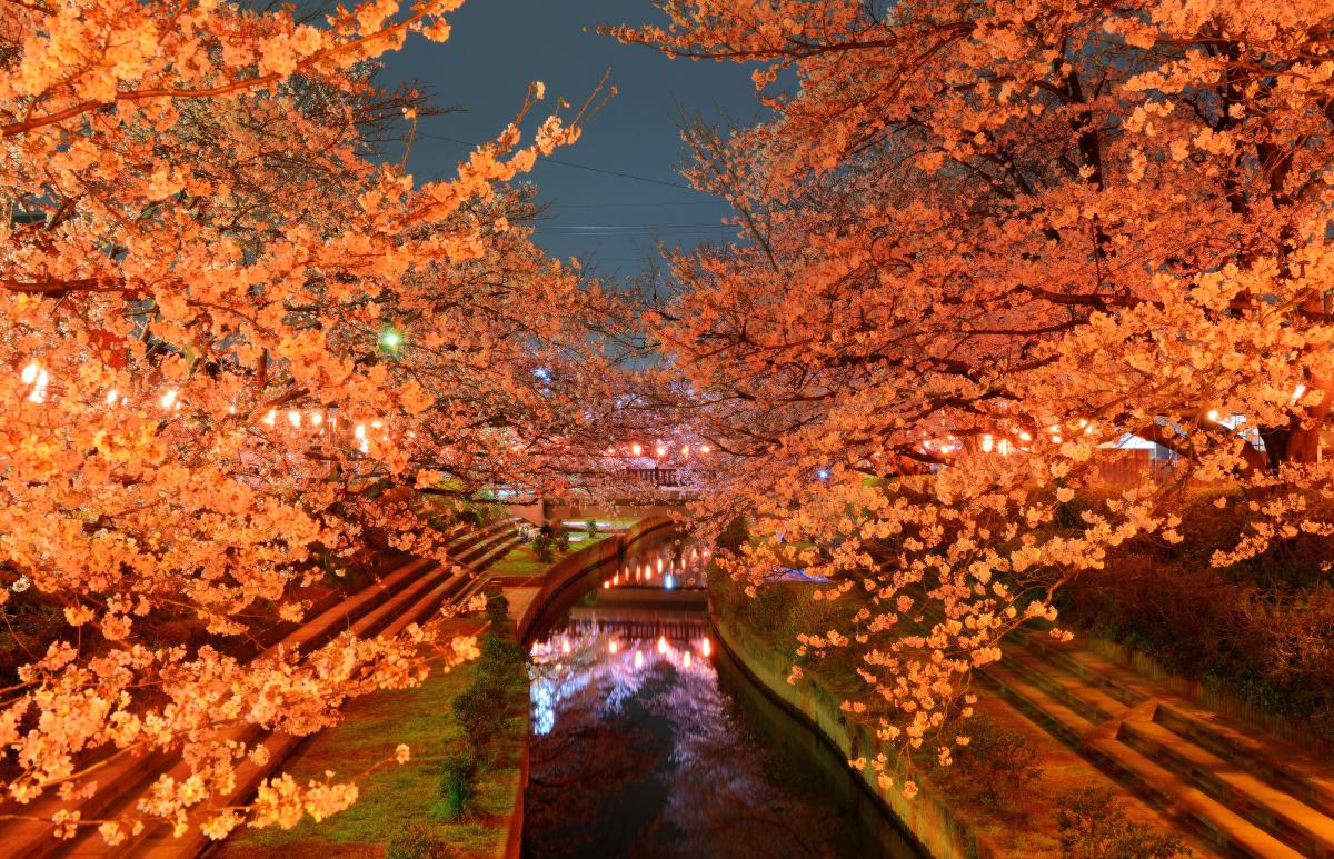 元荒川の桜並木 都心から電車で1時間 2km以上の桜並木とライトアップ ピクスポット 絶景 風景写真 撮影スポット 撮影ガイド カメラの使い方