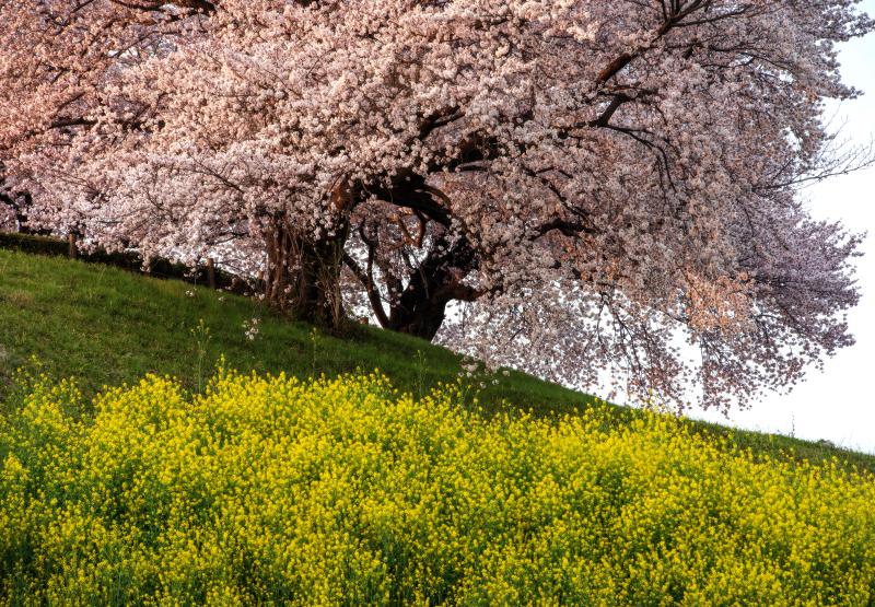 春の彩 | 古墳の上の桜の古木に陽が当たり輝いています。菜の花と桜のコラボレーションが美しい場所。