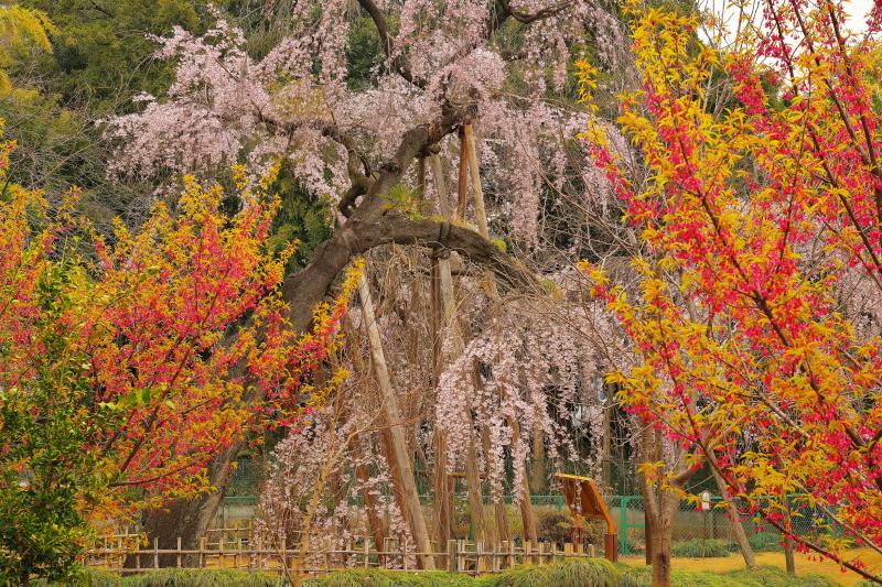 [ 彩の庭 ]  樹齢600年の古木を若い桜たちが囲んでいます。