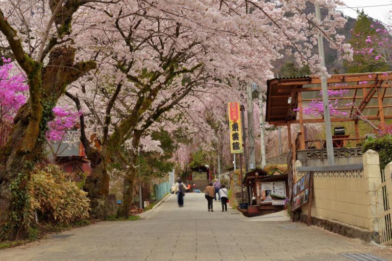 [ 妙義神社 ]  