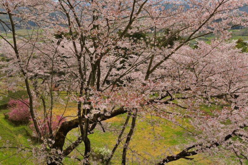 [ 後閑城址公園の桜 ]  