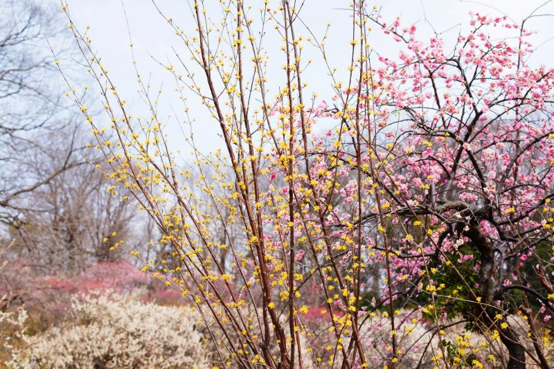 [ 森林公園の梅林入口にて ]  サンシュユと梅が咲き競っています。