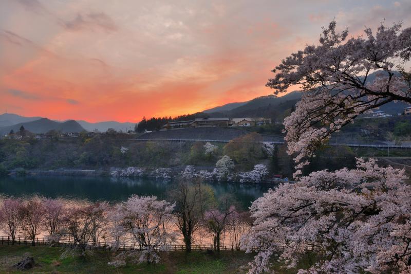 湖畔の桜と夕焼け| 赤谷湖は湖畔に桜並木があり、夕焼けと桜の共演を楽しむことができます。