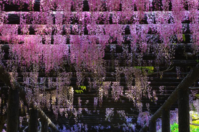 玉敷神社の大藤 騎西藤まつり ピクスポット 絶景 風景写真 撮影スポット 撮影ガイド カメラの使い方