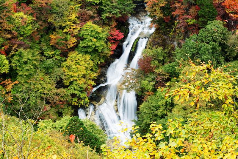 [ 紅葉美滝 ]  美しい姿に感動の声が上がる。