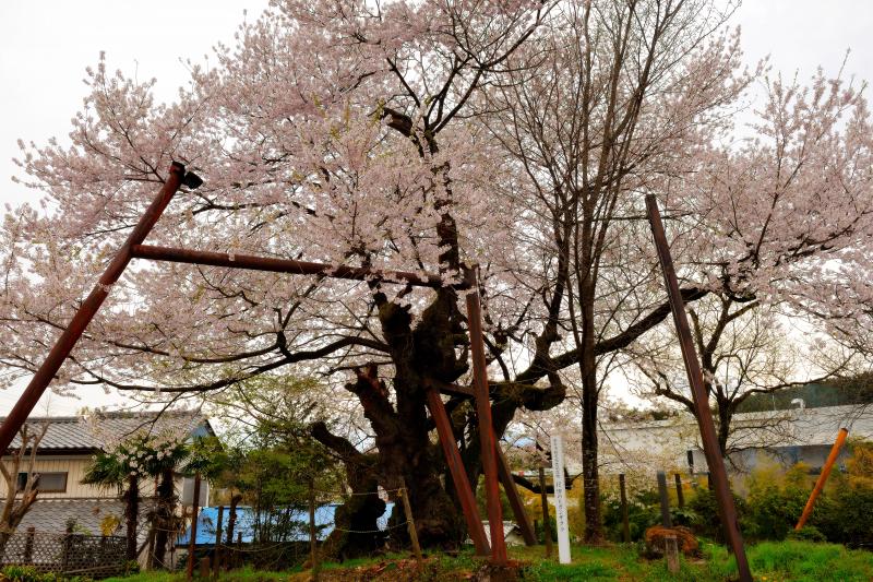 [ 妙義参道で静かに咲く ]  妙義山の近くにある樹齢400年以上の古木。昔は妙義神社への参道がこの前を通っており人々の憩いの場になっていた。