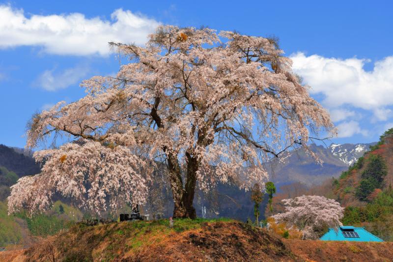 上発知のしだれ桜と残雪の武尊連峰 | 山里の田園地帯の高台に立つ孤高の一本桜。百名山のひとつ武尊連峰が見えます。