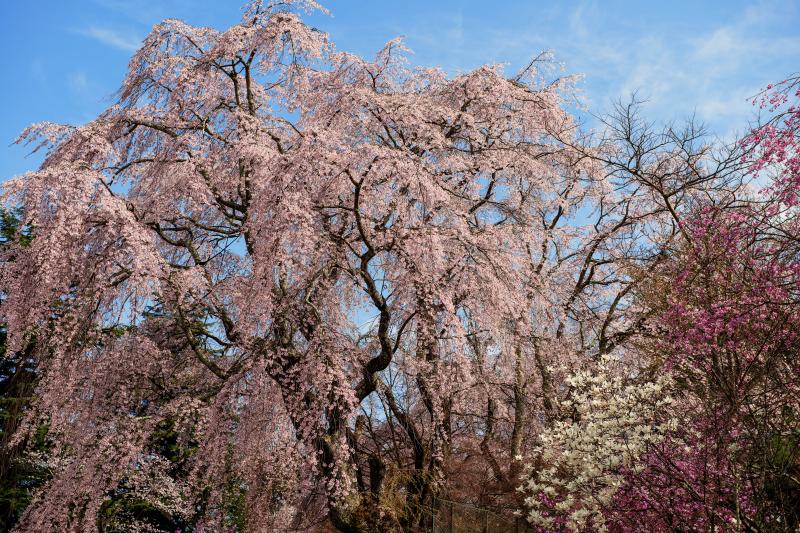 [ 青空に映えるしだれ桜 ]  富士ビューホテル敷地内で最も大きなしだれ桜。