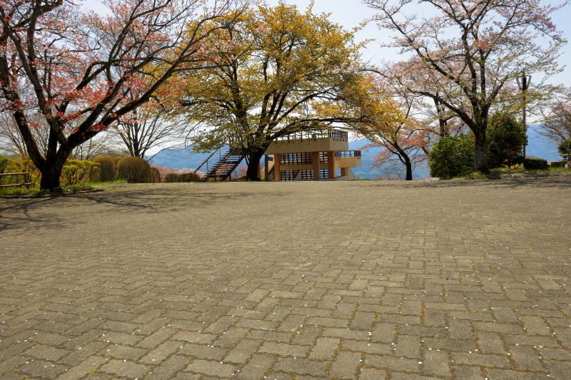 [ 美の山公園の山桜 ]  