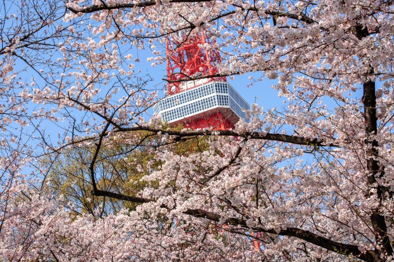 桜の窓から | 東京のシンボル的存在である東京タワー。桜に囲まれてより魅了的な姿に。