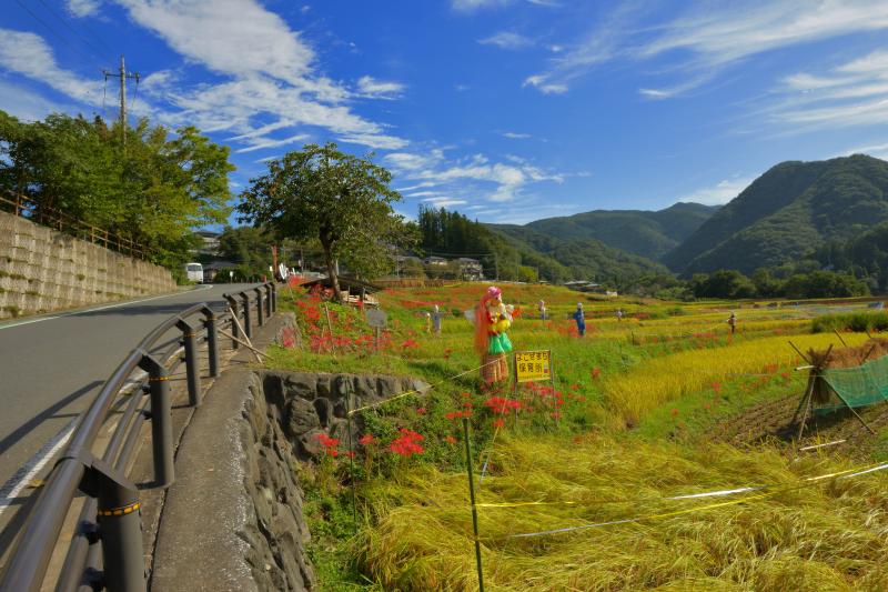 [ 寺坂棚田 彼岸花 ]  