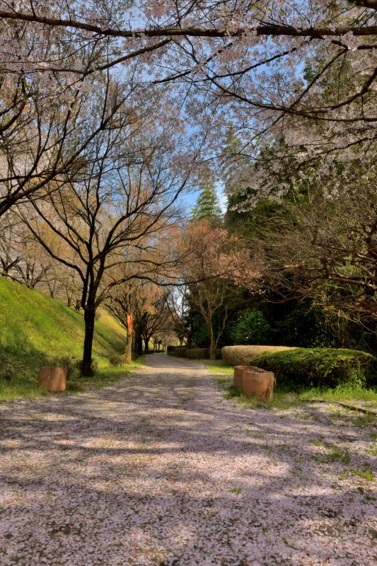 [ 後閑城址公園の桜 ]  