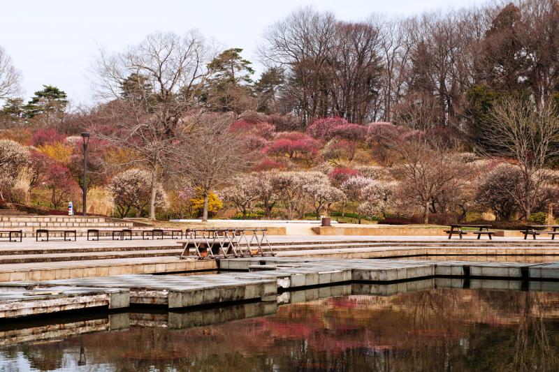 [ 森林公園・梅林入口 ]  南口から10分ほど歩くと、梅林の入口に着きます。