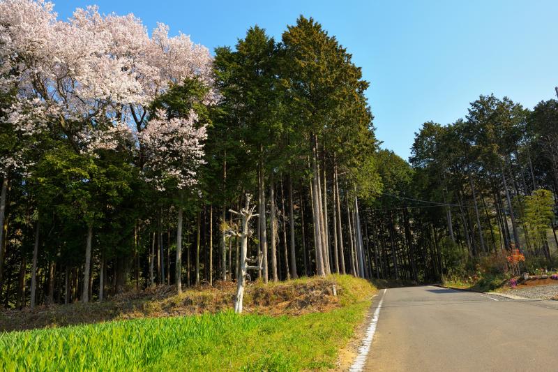 [ 高峯のヤマザクラ ]  