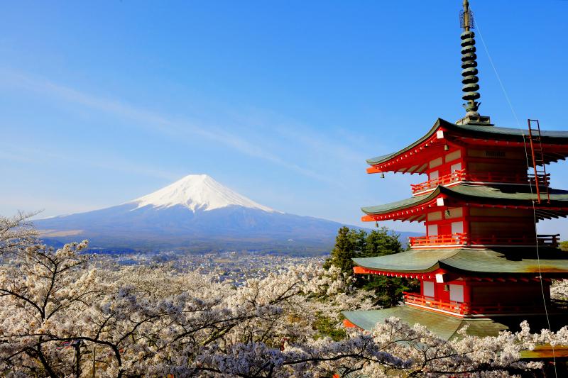 [ 忠霊塔を囲む桜と富士 ]  忠霊塔と桜、富士吉田の街並みと残雪の富士山。日本らしい風景の要素が凝縮された場所。