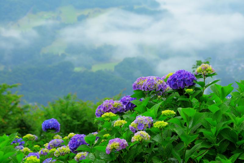 [ 美の山の紫陽花 ]  