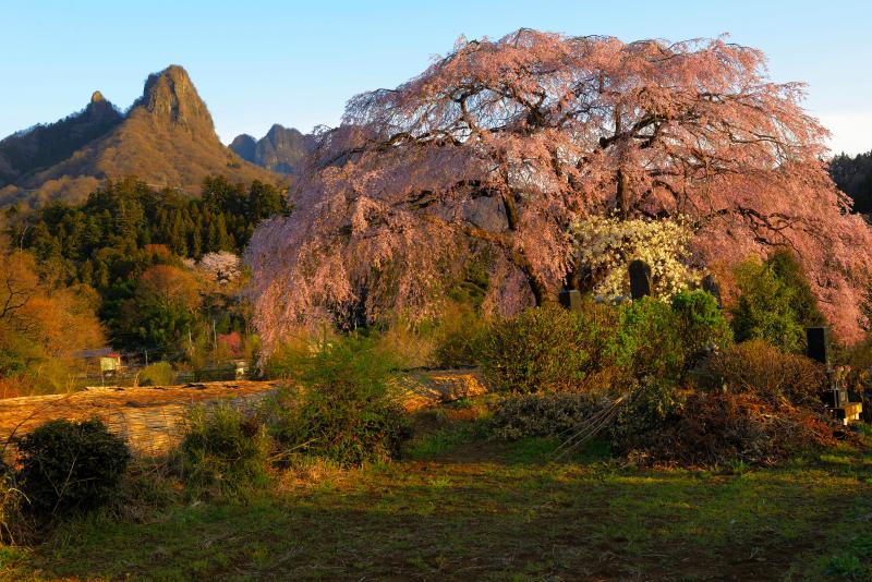 [ 妙義の奇岩としだれ桜 ]  荒々しい岩が特徴的な妙義山の麓で、美しい花を咲かせる桜です。