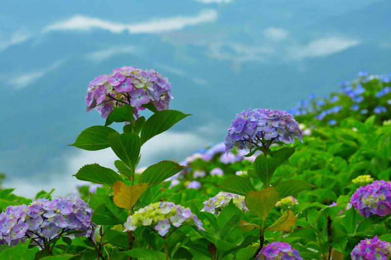 [ 美の山の紫陽花 ]  