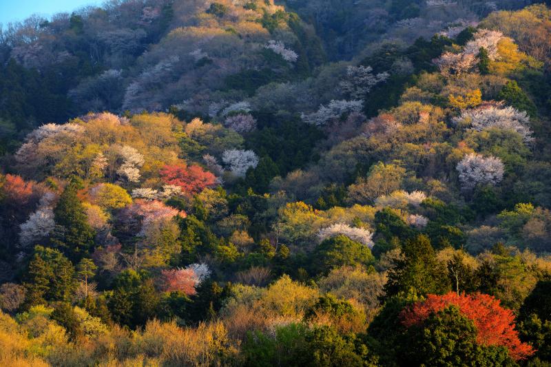 [ 山桜と新緑 ]  パッチワークのような新緑と山桜が朝陽に輝いています。